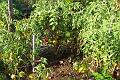 My tomatoes 107